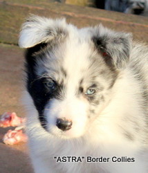 Blue merle, Male, Rough coated, Border collie puppy